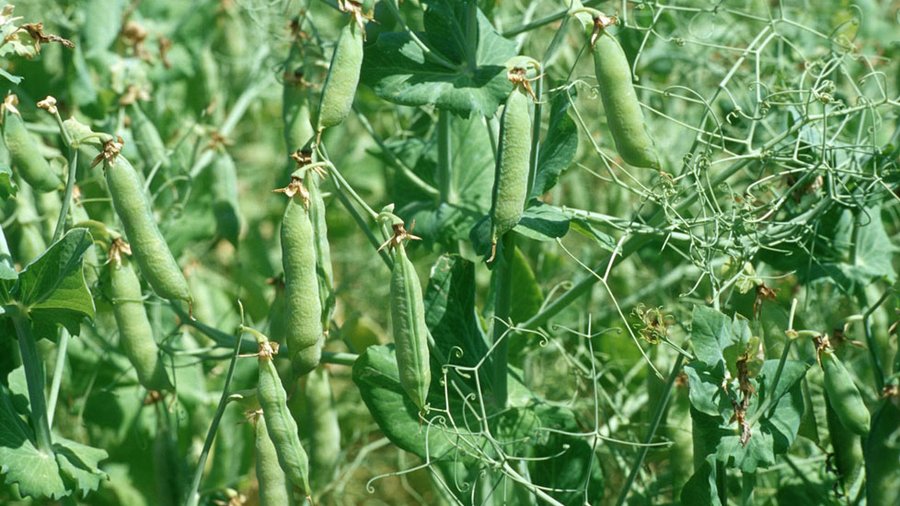 Stickstoffeffiziente Fruchtfolgen können dazu beitragen, den betrieblichen Stickstoffsaldo zu senken. Wichtige "Stellschrauben" bei der Fruchtfolgegestaltung sind:  •	Hoher Anteil von Zwischenfrüchten und Sommerungen •	Intensität, Zeitpunkt und Technik der Bodenbearbeitung •	Düngungshöhe, -technik und Düngerform •	Bestandesführung inklusive Sortenwahl und Saatverfahren.  In der Praxis wird nach Körnerleguminosen, Silomais oder Raps meistens Winterweizen angebaut. Allerdings ist der Weizen kaum in der Lage, höhere Reststickstoffmengen zu verwerten. Gerade nach Körnerleguminosen bietet sich der Anbau von Raps an, da Winterraps im Herbst noch hohe Stickstoffmengen aufnehmen und binden kann. Im süddeutschen Raum und im Rheinland kann die Zeit nach der frühen Energiemaisernte oder Früh-/Pflanzkartoffeln für Zwischenfrüchte genutzt werden. Sofern im Rahmen von Maisfruchtfolgen Stickstoff-Bilanzüberschüsse erzielt werden, ist zu überprüfen, ob eine Entlastung durch Abfuhr von Zwischenfrüchten (Gräser) oder der Anbau einer Ganzpflanzensilage (z. B. Grünroggen, Triticale) vor dem Mais erfolgen kann. 