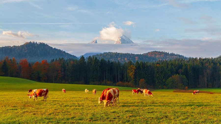 Weidende Kühe in Alpenlandschaft