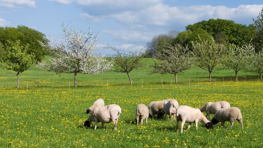 Eine Gruppe Rhönschafe grast auf einer Wiese.