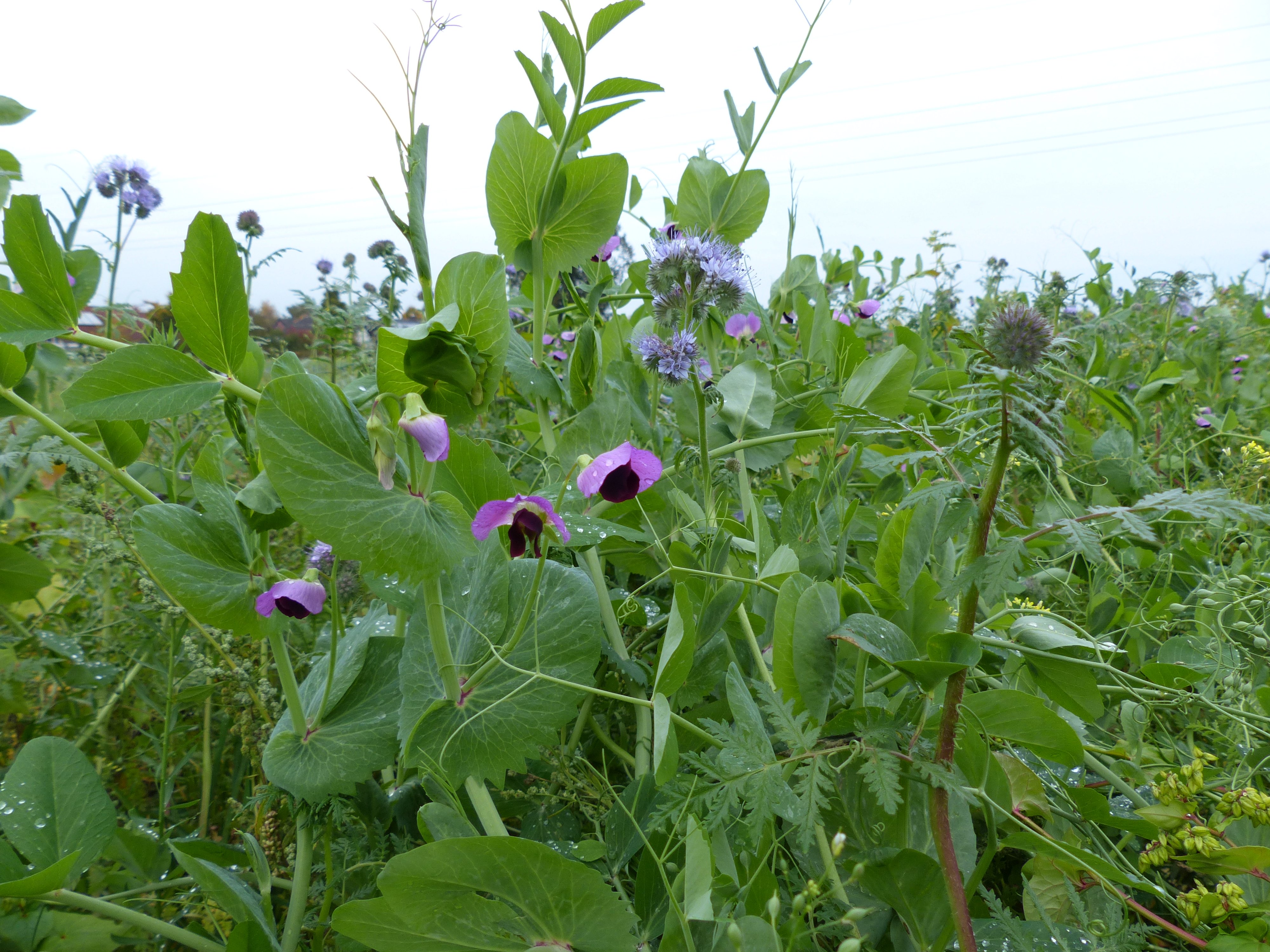Gemischter Planzenbestand einer Zwischenfrucht mit beginnender Blüte.