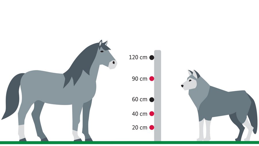 Herdenschutzzaun zwischen Pony und Wolf