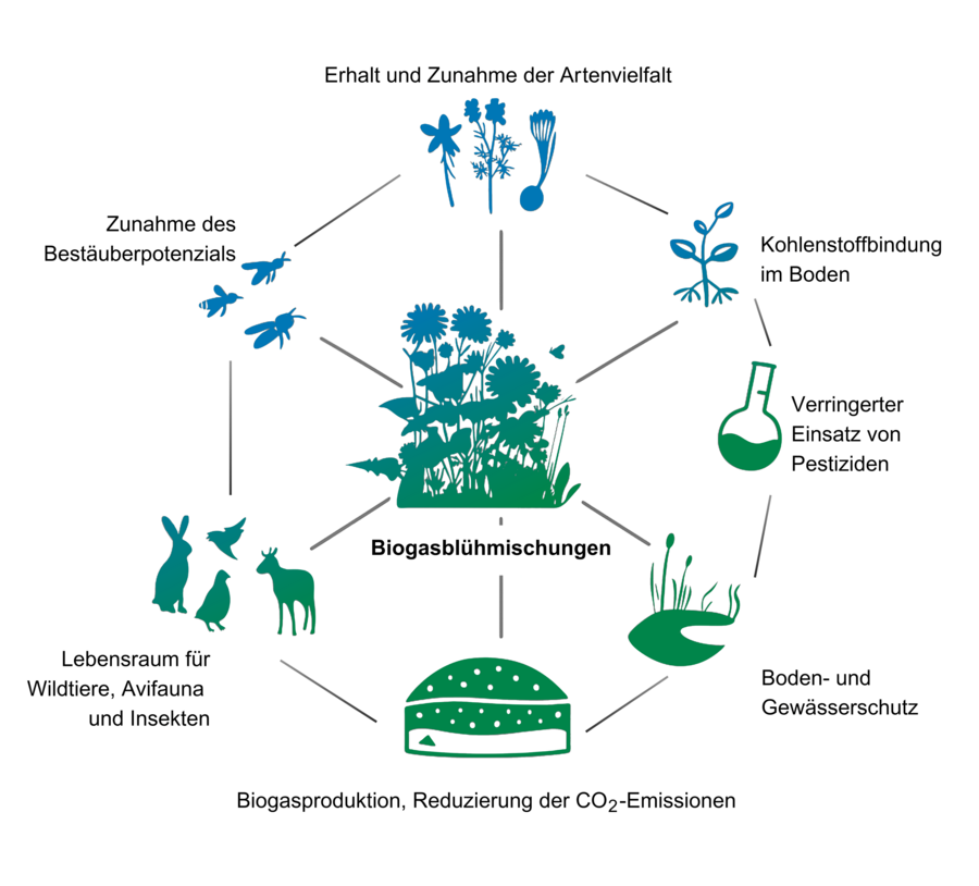 Die Grafik beschreibt den mehrfachen Nutzen von Biogasblühfeldern. Dazu zählen der Erhalt der Artenvielfalt, die Bindung von Kohlenstoff im Boden, die Verringerung von Pestizideinsatz, Boden- und Gewässerschutz, Lebensraum für Tiere, Eröhung des Bestäuberpoenzials und die Biogasproduktion.