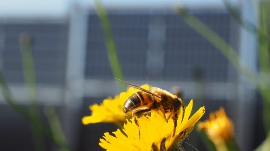 Eine Schwebfliege sitzt auf einer Blüte. Im Hintergrund sieht man APV-Systeme.
