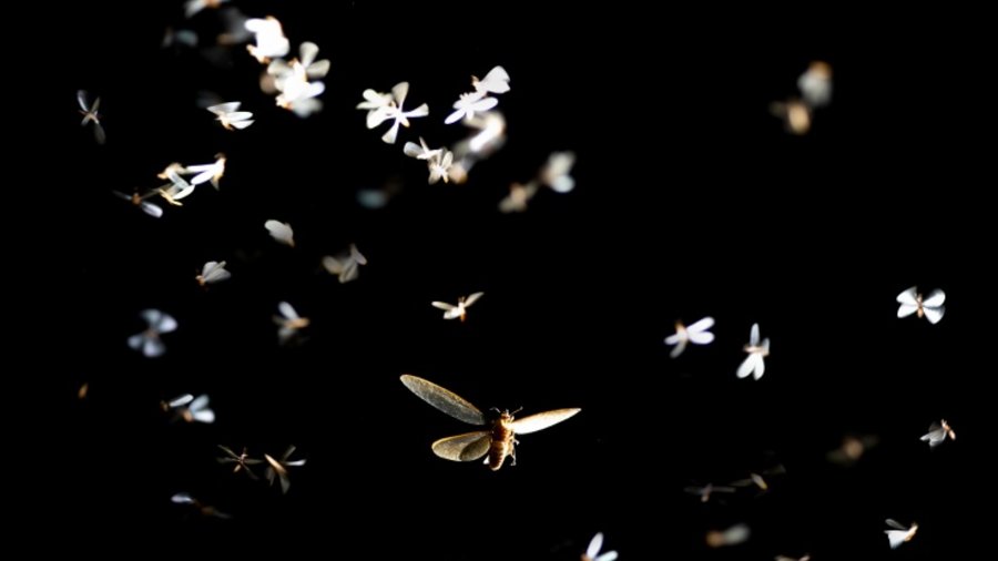 Von Licht angeleuchtete Insekten in der Nacht schwirren in der Luft.