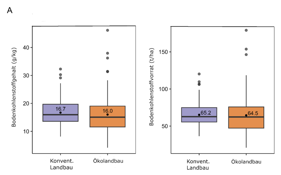 Boxplot über Bodenkohlenstoffgehalte und Bodenkohlenstoffvorräte.