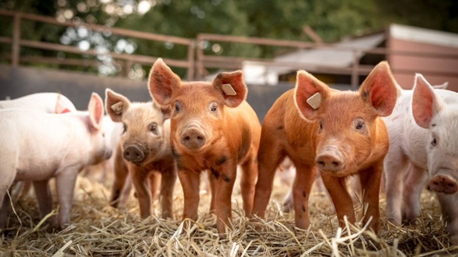 Ferkel in einem mit Stroh eingestreuten Auslauf.