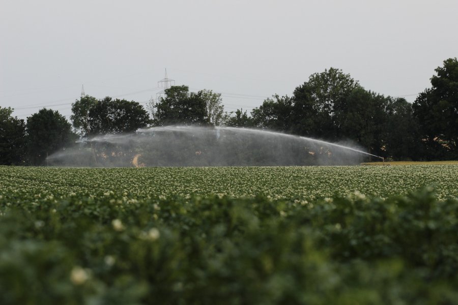 Ein Kartoffelfeld wird beregnet.
