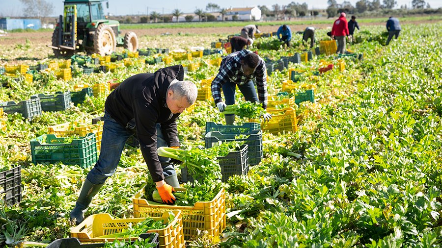 Neun Personen aus unterschiedlichen Ländern bei Sonnenschein auf Feld bei der Ernte von Staudensellerie. Im Hintergrund Traktor, Gebäude und Bäume. Bild: JackF - stock.adobe.com