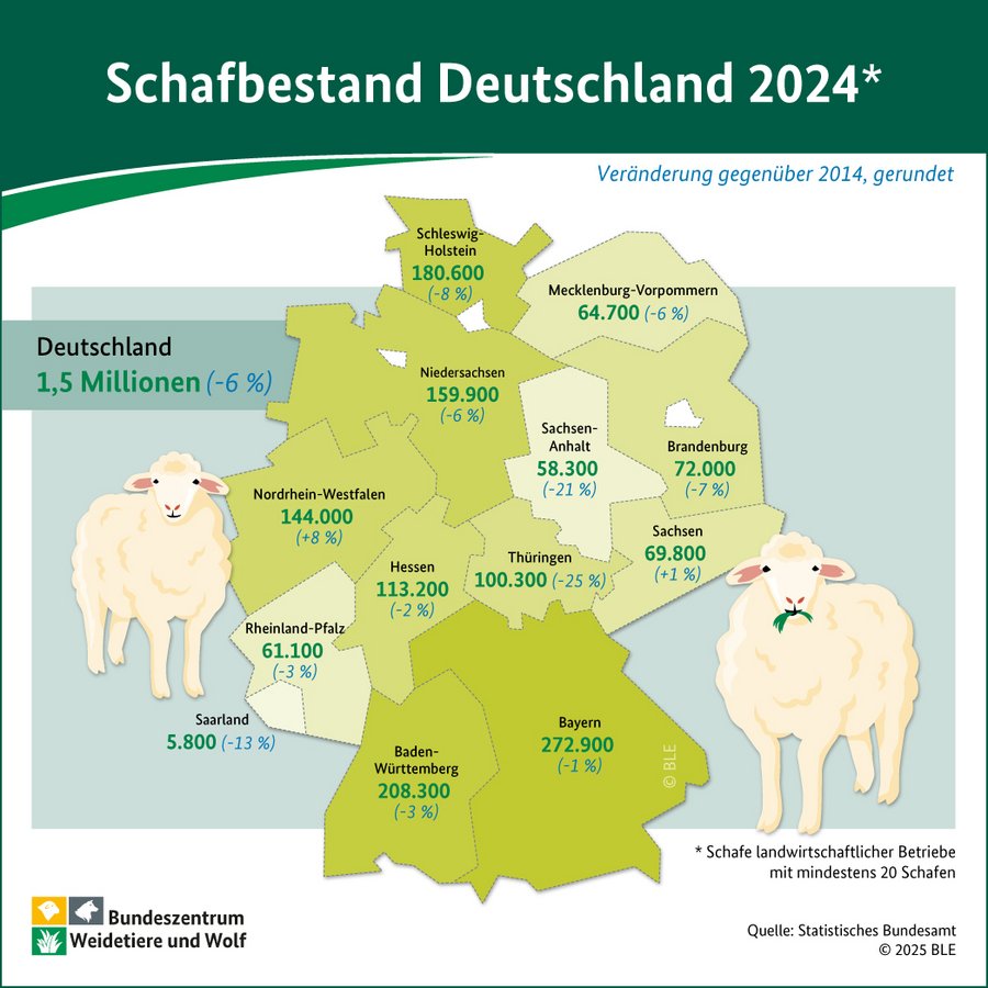 Infografik Schafbestand 2024
