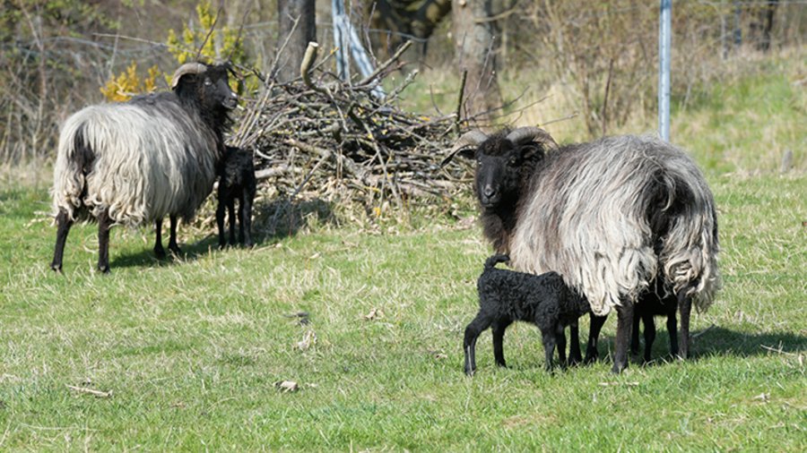 Heidschnucken auf der Weide