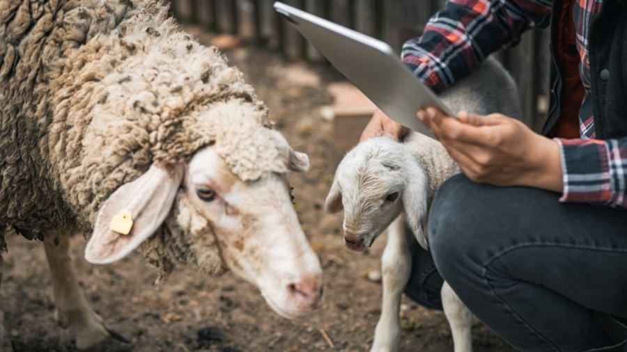 Nahaufnahme von Person mit iPad, Schaf und Lamm symbolisiert Forschung im Herdenschutz