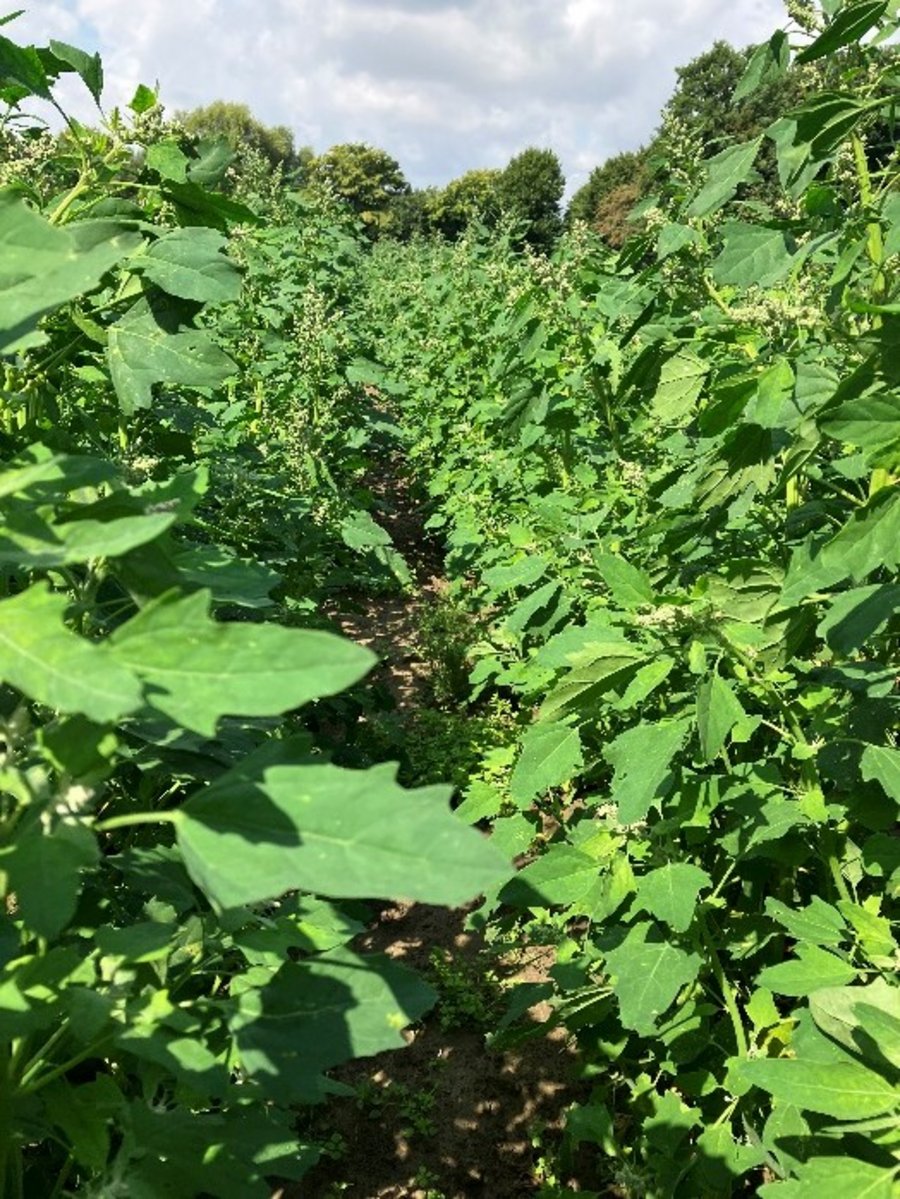 Blick zwischen die Reihen von Quinoa-Pflanzen auf dem Acker