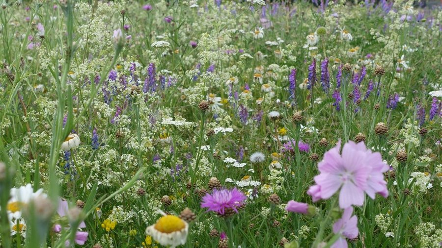 Wildblumenwiese