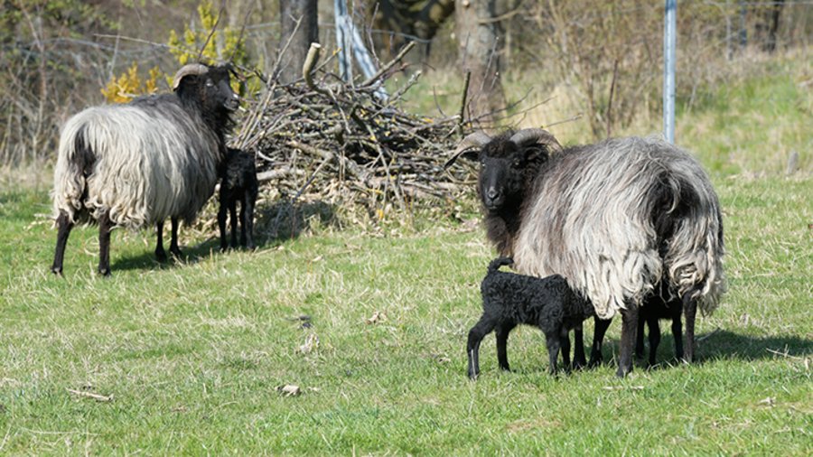 Heidschnucken auf der Weide