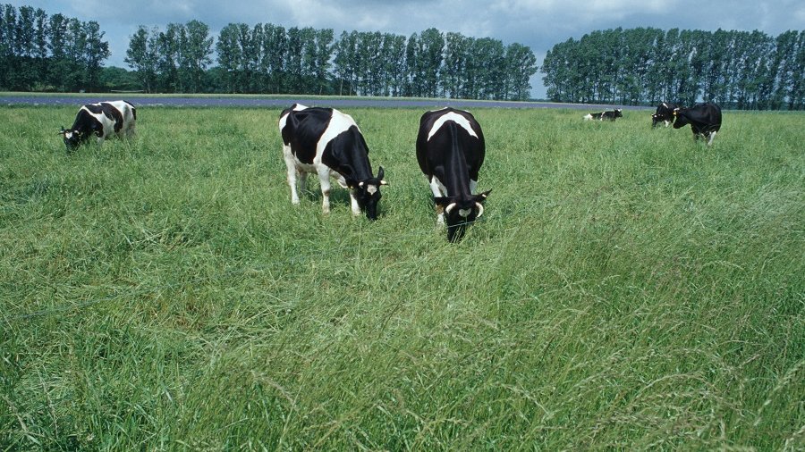 Schwarzweiße Kühe auf Weide