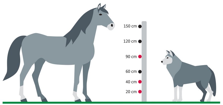 Herdenschutzzaun zwischen Pferd und Wolf