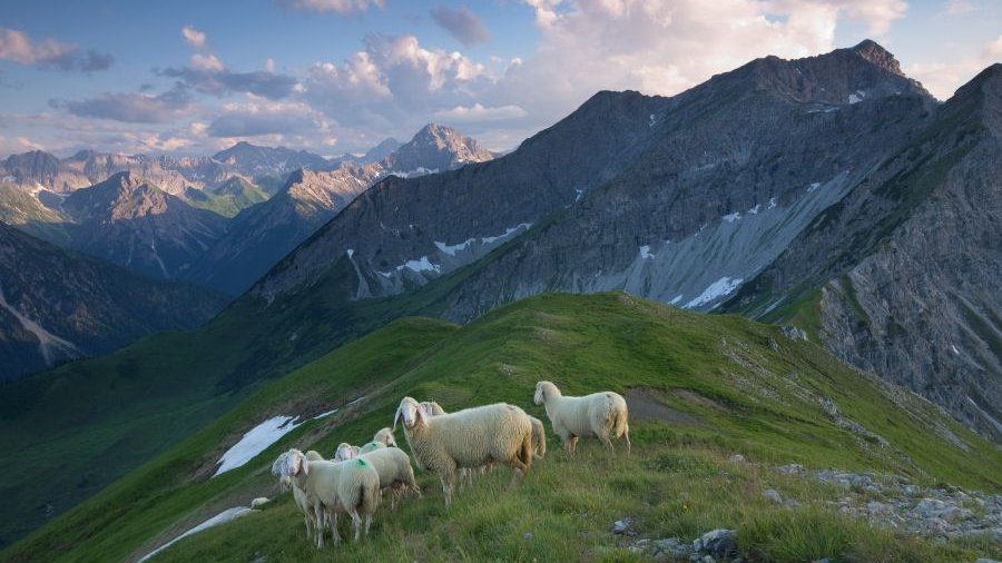 Österreich: Schafherde in den lechtaler Alpen