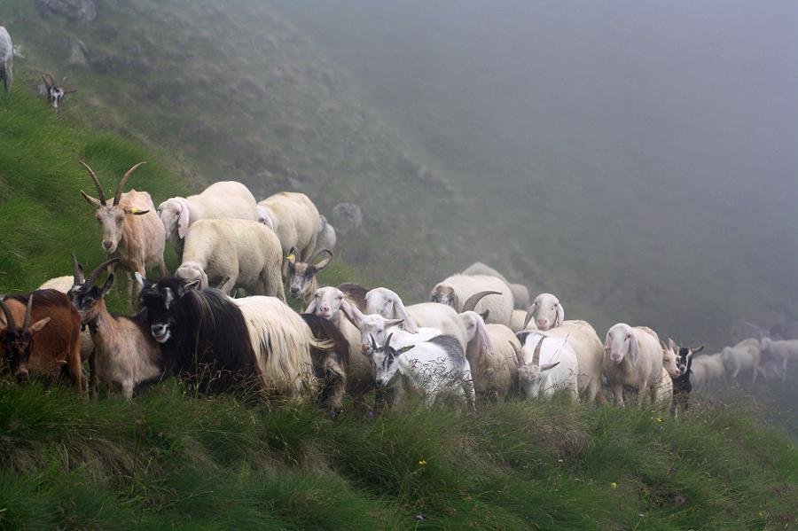 Ziegen und Schafherde im Nebel