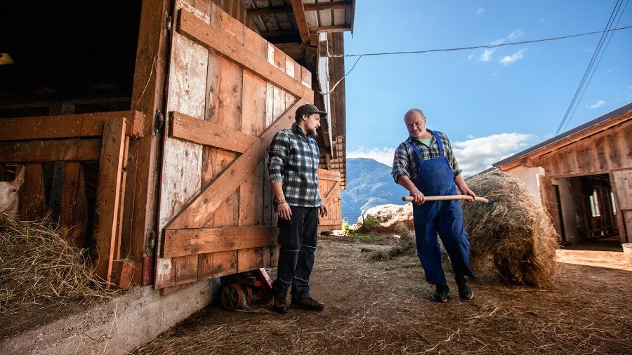Vater und Sohn auf einem Bauernhof füttern die Tiere mit Heu.