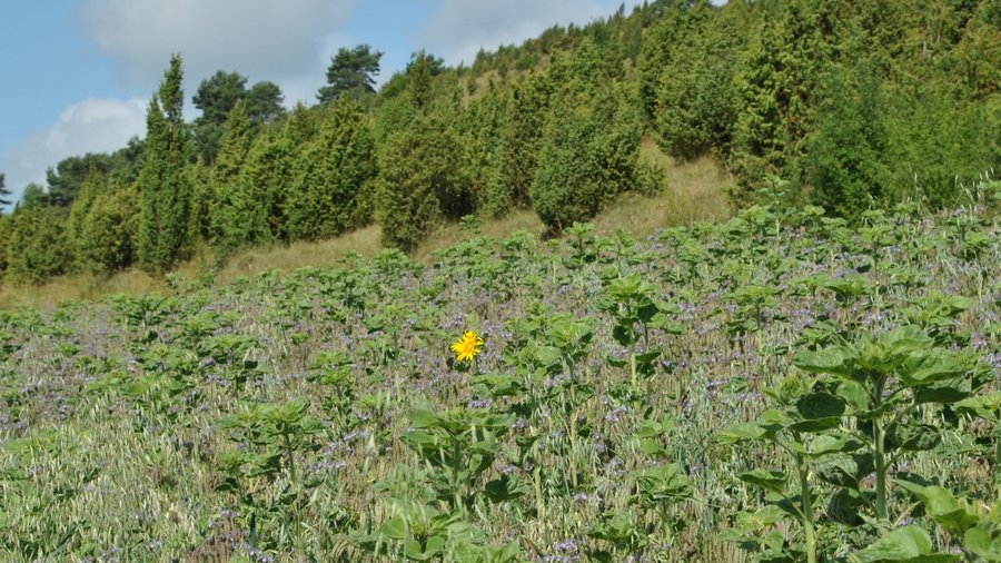 Grünfläche mit verschiedenen Pflanzen.