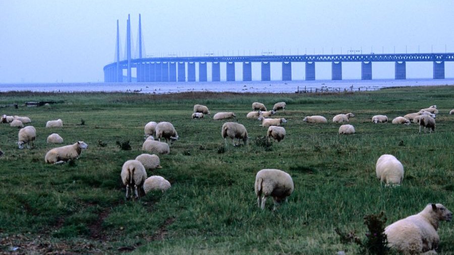 Schweden: Schafe vor der Öresundbrücke