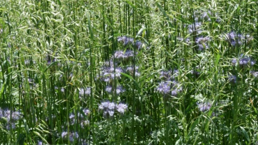 Rauhafer und Phacelia