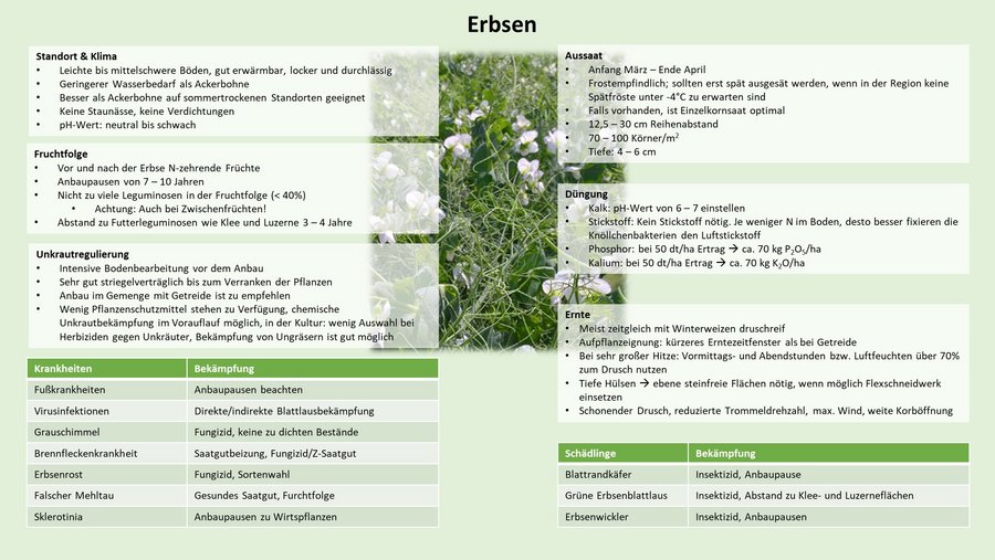 Anbau-Checkliste: Erbsen