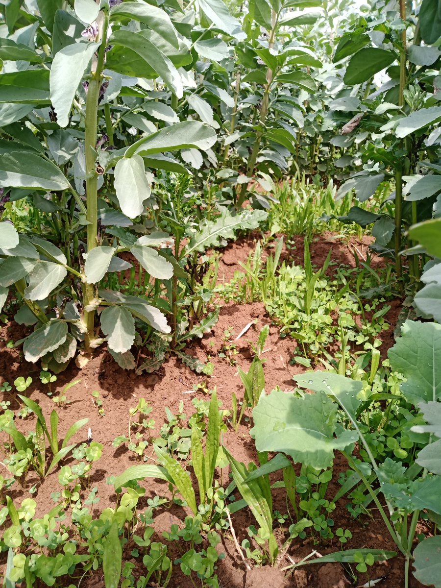 Zwischen sich in der beginnenden Blüte befindenen Ackerbohnen wachsen junge Spitzwegerich- und Weißkleepflanzen. Der Boden ist noch nicht gänzlich von der Untersaat bedeckt.