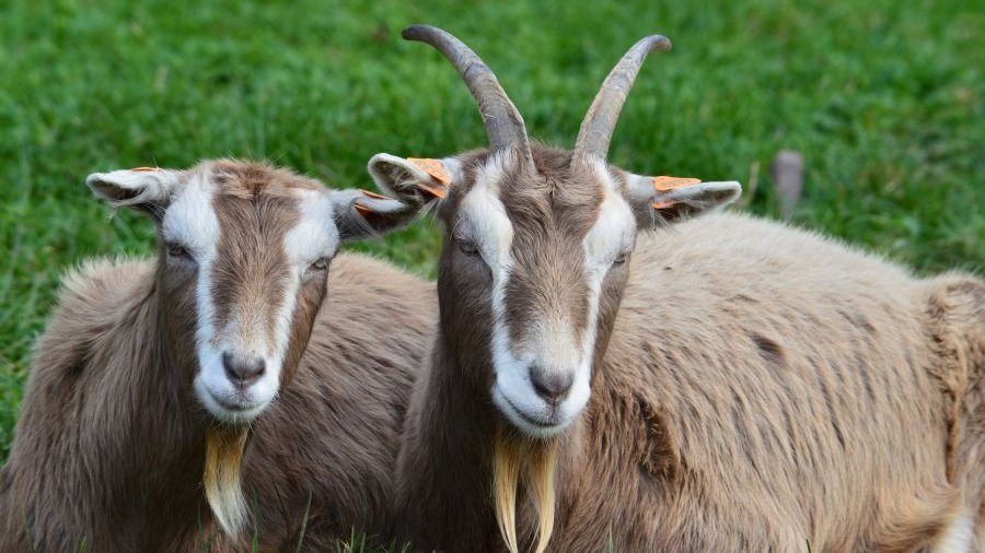 Zwei Thüringer Waldziegen liegen nebeneinander auf einer Wiese.