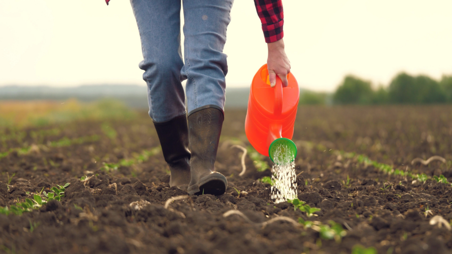 Person gießt mit einer Gießkanne junge Pflangen auf dem Feld.