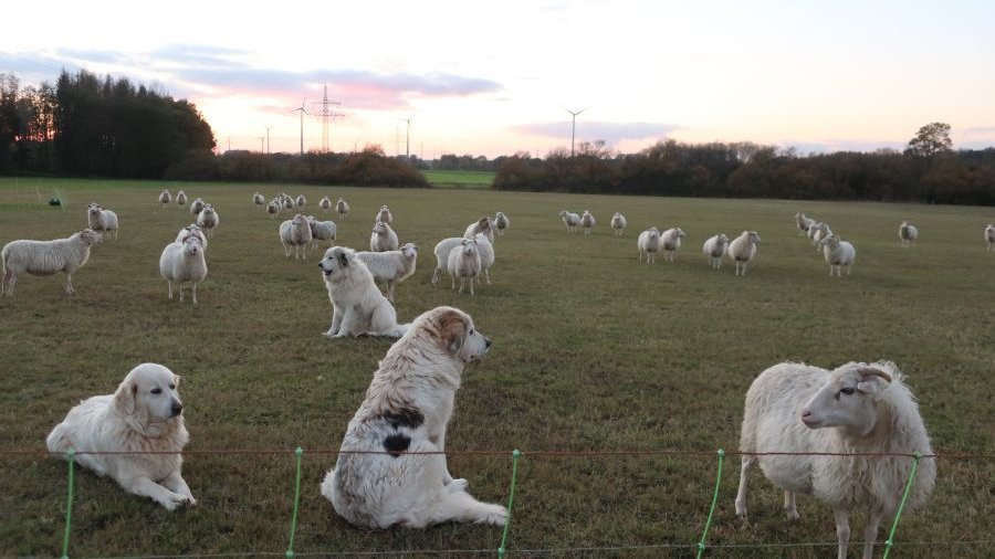 Mehrere Herdenschutzhunde in einer Schafherde hinter einem Elektronetzzaun