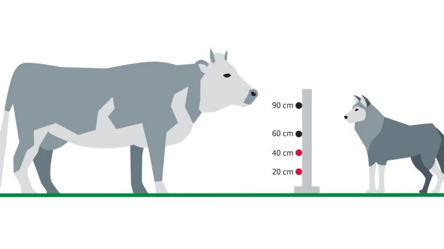 Wolfsschutzzaun zwischen Rind und Wolf