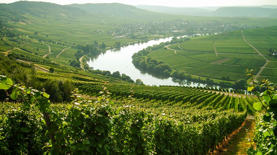 Weinberge. Bild: Steffen_F/iStock/Getty Images Plus via Getty Images