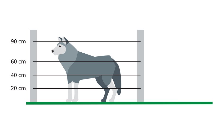 Wolf hinter Elektrozaun