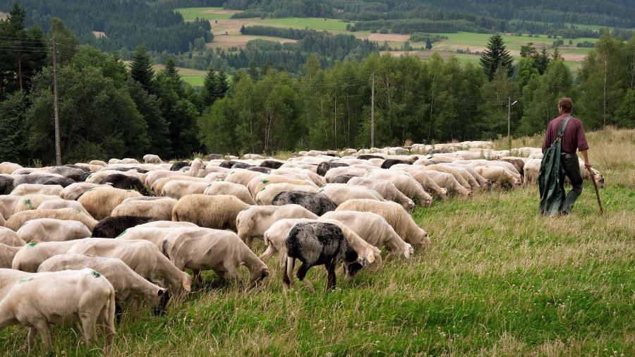 Polen: Hirte mit seiner Schafherde auf einer Wiese