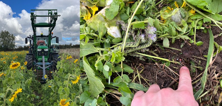 Traktor beim Mulchen einer diversen Zwischenfruchtmischung. Daneben eine vom frischen Mulch freigelegter Boden, in welchem das gebeizte Korn eines Winterweizens abgelegt wurde.