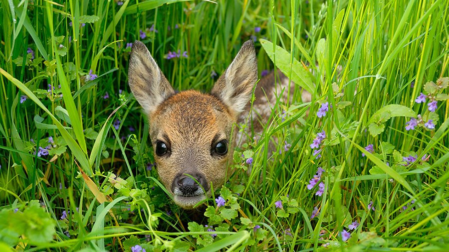 Ein Rehkitz liegt auf einer Wiese.