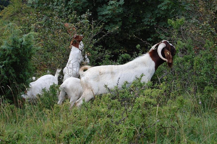 Burenziegen in verbuschtem Bestand