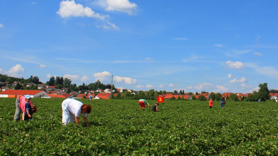 Menschen ernten Erdbeeren auf einem Selbstpflückfeld