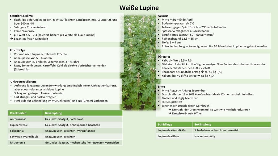 Anbau-Checkliste: Weiße Lupinen
