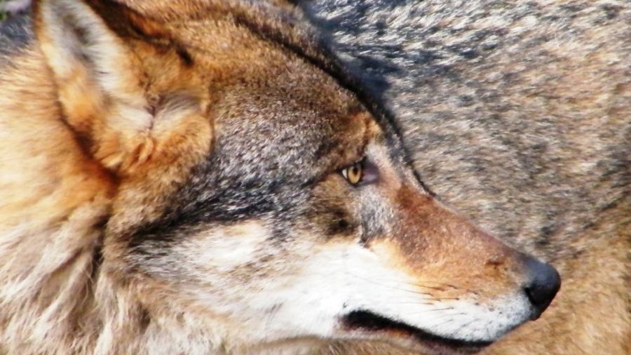 Wolf in Nahaufnahme
