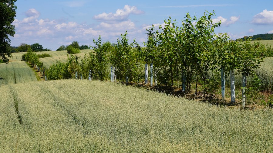 Agroforstsystem, eine Baumreihe steht zwischen zwei Ackerflächen mit Getreide.