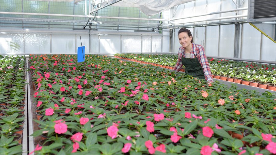 Blumen in Blumentöpfen im Gewächshaus