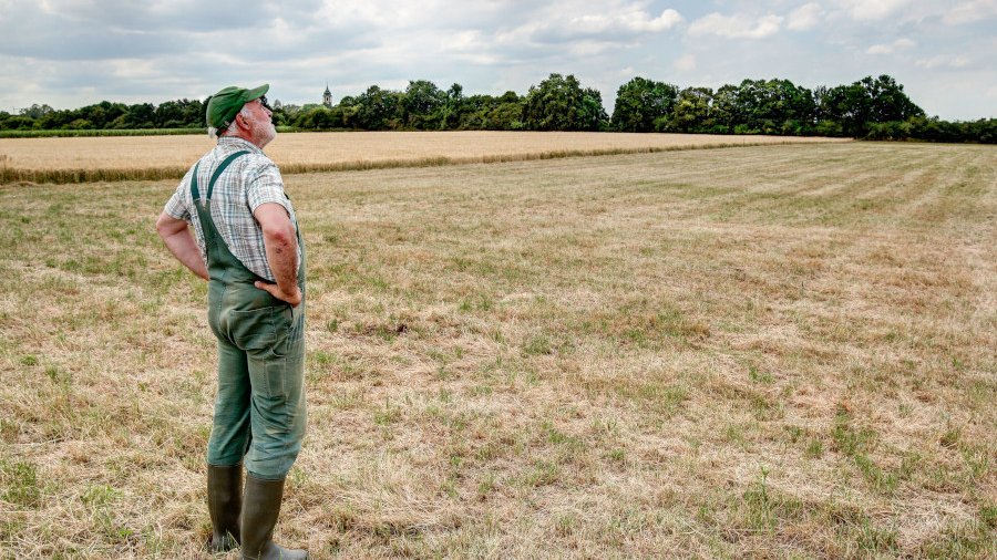 Landwirt steht auf Feld und schaut in den Himmel.