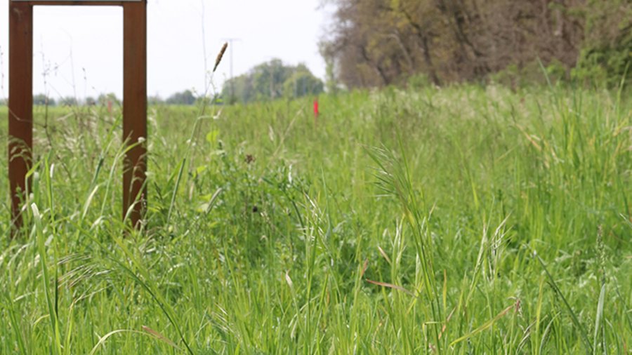 Streifen mit kräutigen Pflanzen am Waldrand.