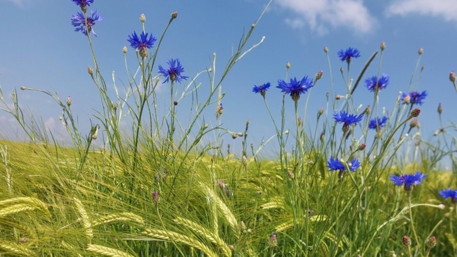 Kornblumen auf dem Acker mit blauem Himmel im Hintergrund.