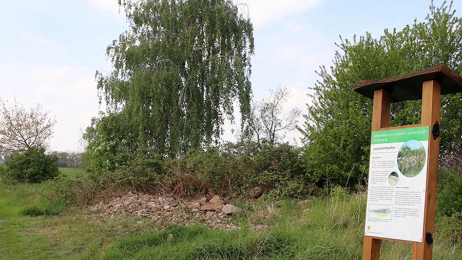 Lesesteinhaufen und Informationstafel umgeben von einer mit Gräsern bewachsenen Fläche. Im Hintergrund eine Hecke.