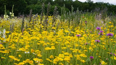 Verschiedene Blühpflanzen