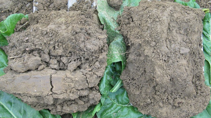 Auf zwei Spaten sind Bodenproben. Die linke Probe zeigt Verdichtung.