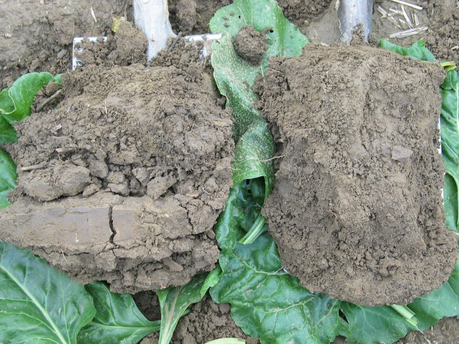 Auf zwei Spaten sind Bodenproben. Die linke Probe zeigt Verdichtung.
